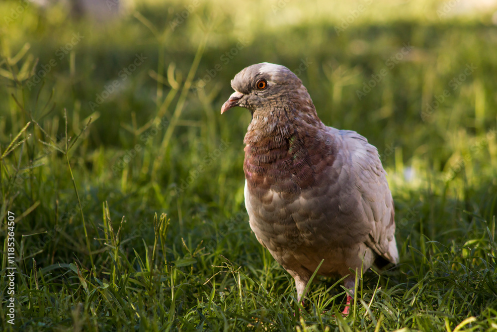 Beautiful portrait of pigeon in green grass,close-up Beautiful portrait of pigeon in green grass,close-up