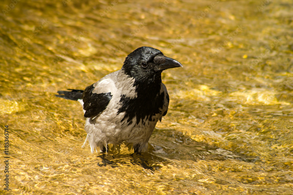 An adult carrion crow standing in water.Close up taken. An adult carrion crow standing in water.Close up taken.
