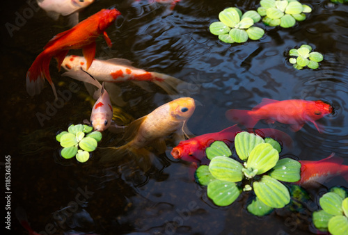 Colorful koi fish swimming in a pond with floating green plants, creating a serene and vibrant aquatic scene.