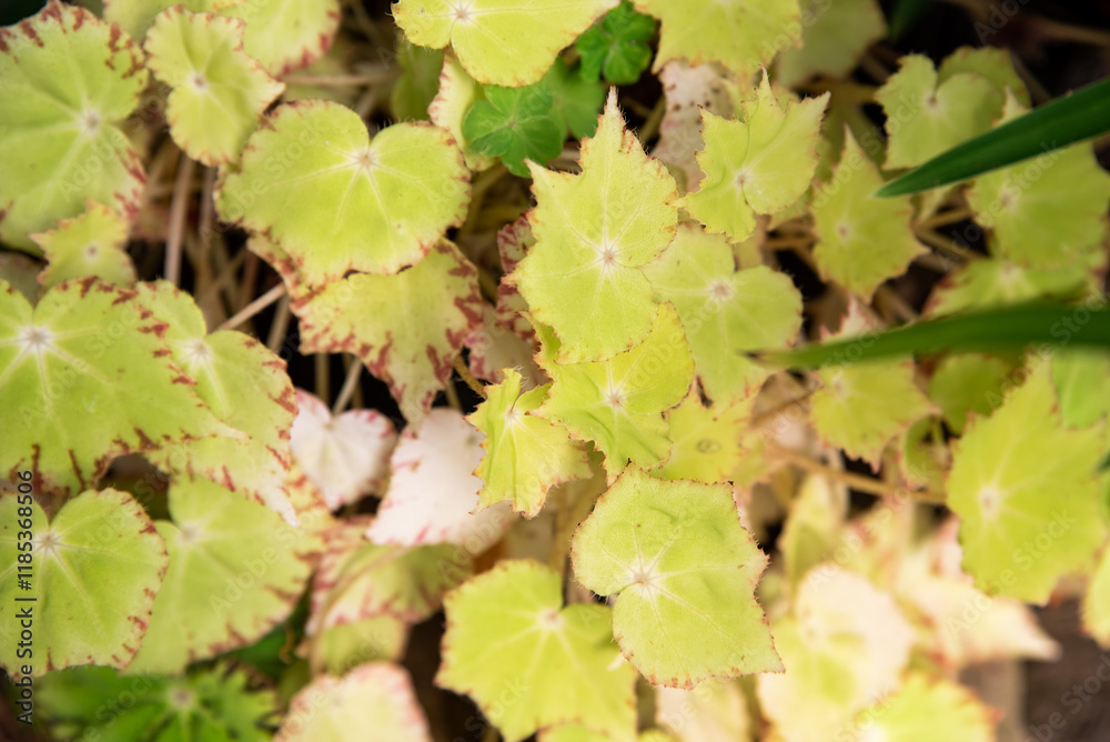 Begonia manicata Aureo-maculata, from the Begoniaceae family, displays vibrant green leaves with golden spots, perfect for decorative indoor or outdoor gardening Begonia manicata Aureo-maculata, from the Begoniaceae family, displays vibrant green leaves with golden spots, perfect for decorative indoor or outdoor gardening