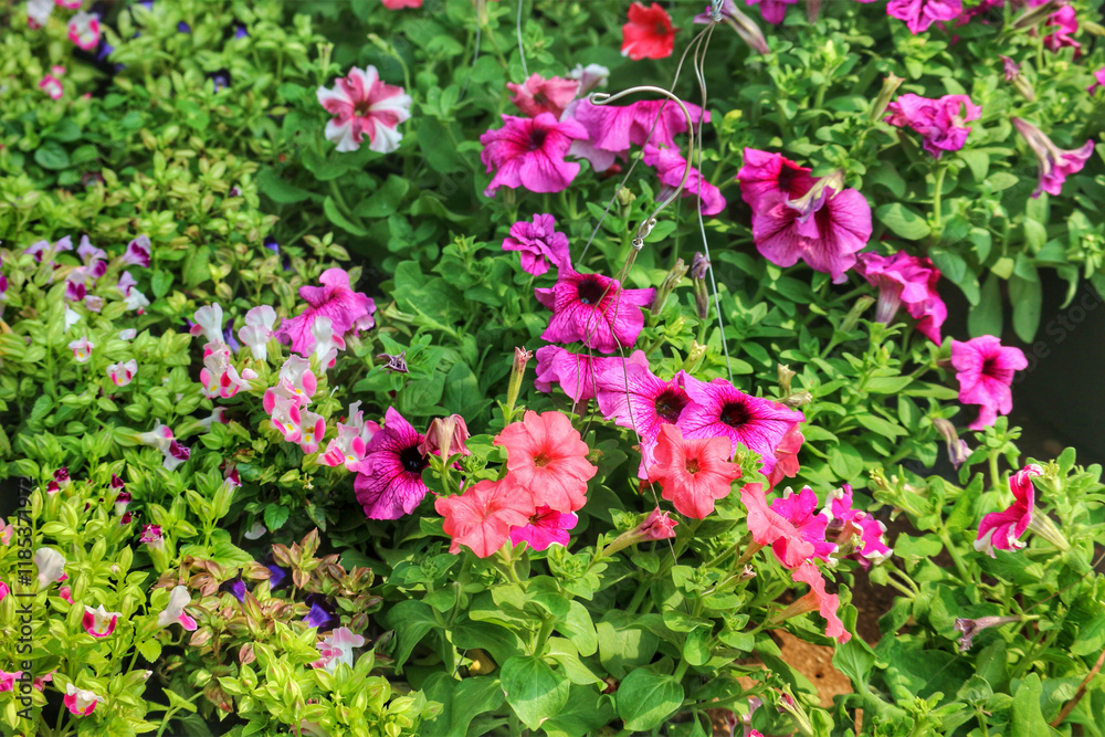 Vibrant Petunia Blooms: A Lush Pink and Purple Floral Display Vibrant Petunia Blooms: A Lush Pink and Purple Floral Display