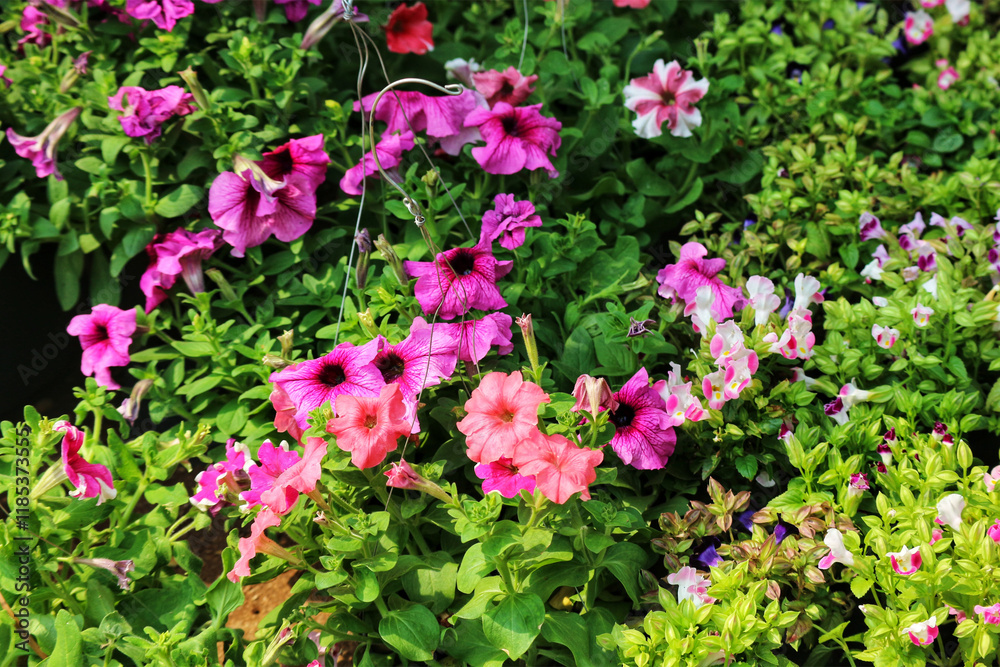 Vibrant Petunia Blooms: A Lush, Colorful Garden Display Vibrant Petunia Blooms: A Lush, Colorful Garden Display