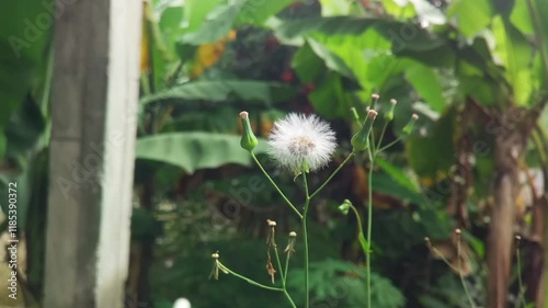 Taraxacum officinale is a plant in the daisy family, Asteraceae. White wild dandelion in full bloom. White flowers swayed in the gentle breeze