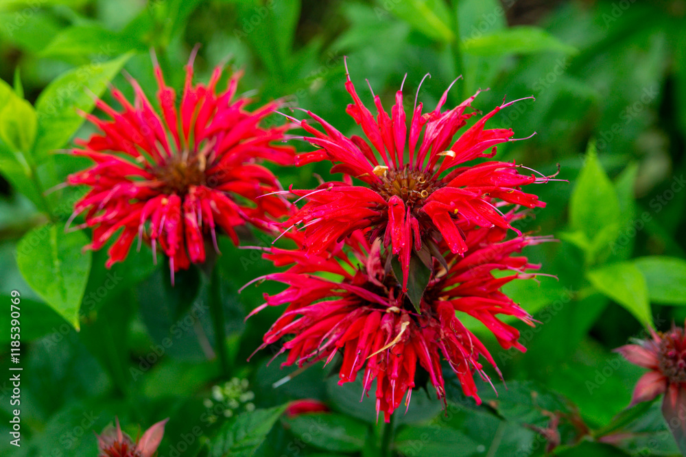 Monarda didyma in the summer garden or crimson beebalm (bergamot) Monarda didyma in the summer garden or crimson beebalm (bergamot)