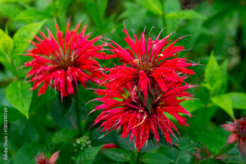 Monarda didyma in the summer garden or crimson beebalm (bergamot)