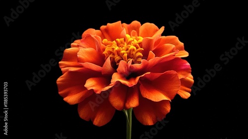 Vibrant Orange Marigold Flower in Isolated Beauty, Symbolizing Warmth and Radiance