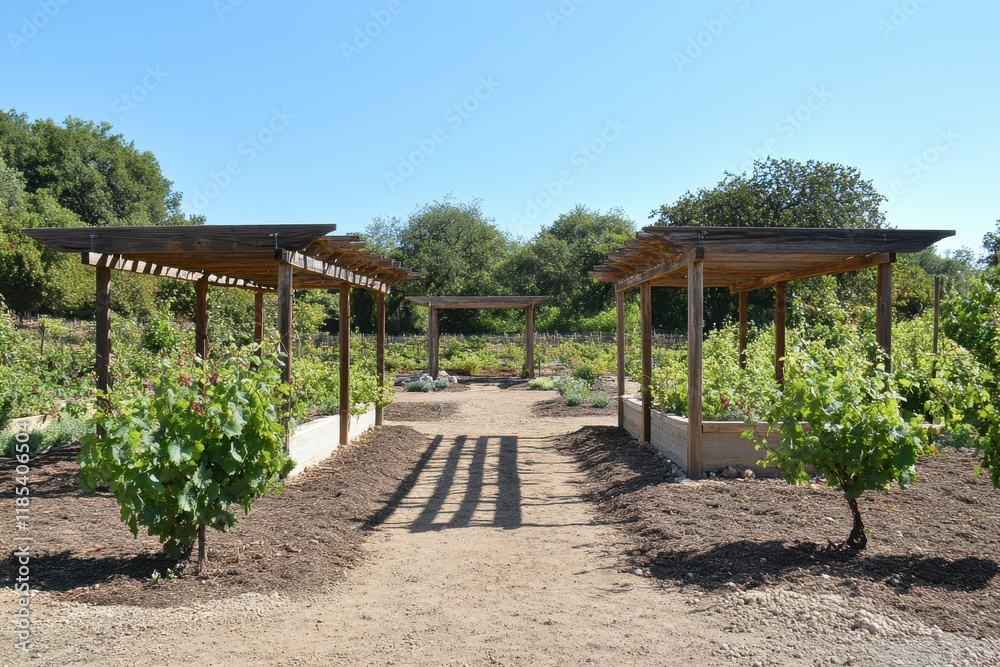 Serene Vineyard Pathway Surrounded by Lush Green Grape Vines Under a Clear Blue Sky in a Picturesque Rural Landscape Serene Vineyard Pathway Surrounded by Lush Green Grape Vines Under a Clear Blue Sky in a Picturesque Rural Landscape