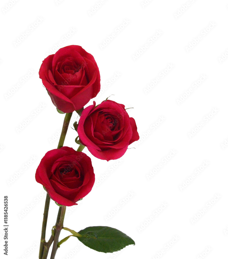 Fototapeta premium Red rose isolated on white background