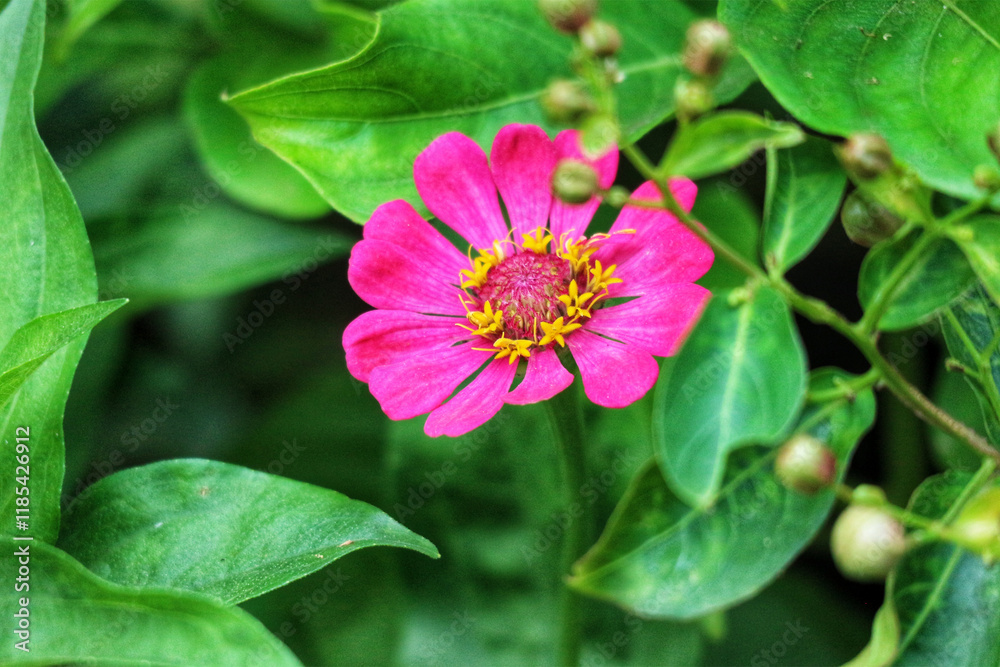 Vibrant Pink Zinnia Blossom in Lush Green Foliage: A Serene Garden Still Life Vibrant Pink Zinnia Blossom in Lush Green Foliage: A Serene Garden Still Life