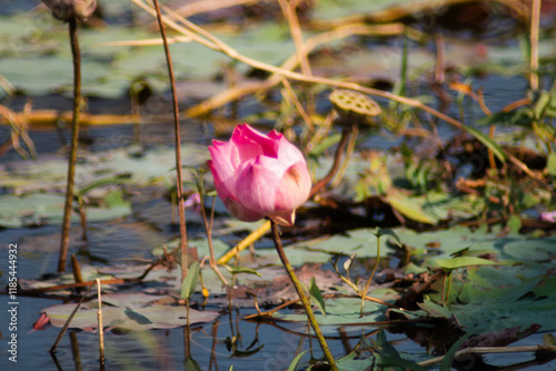 The royal lotus grows from the water in the pond but blooms so beautifully that it withers and decays over time. photo