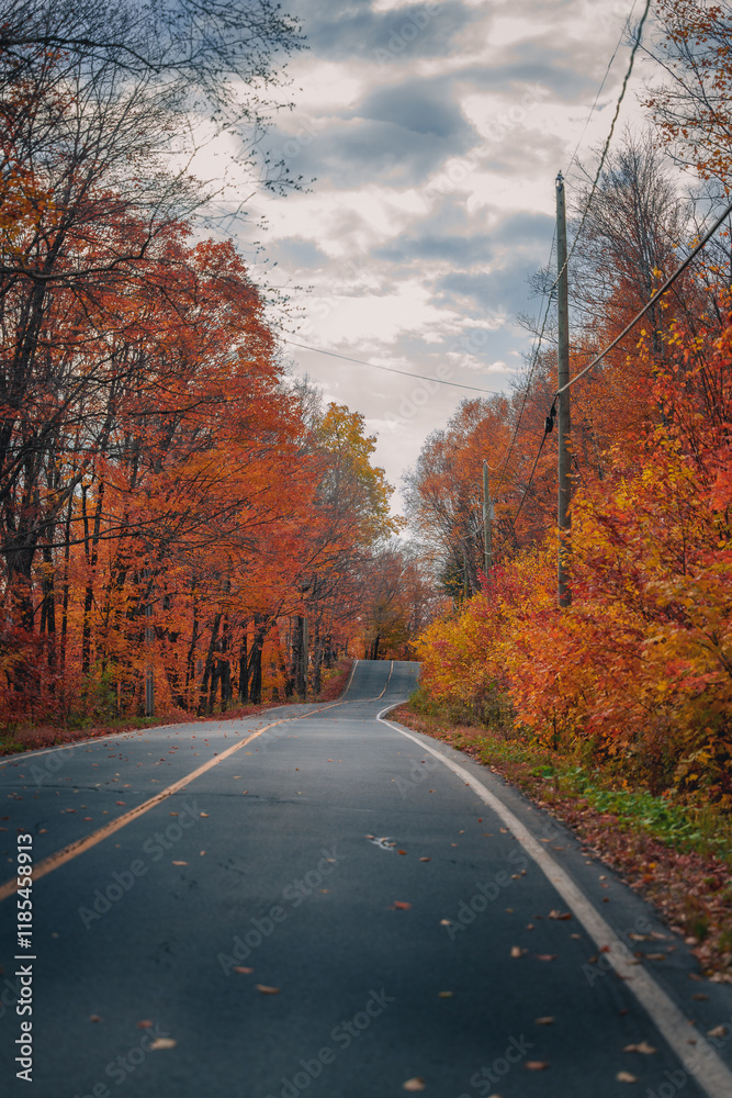 Obraz premium road in autumn forest
