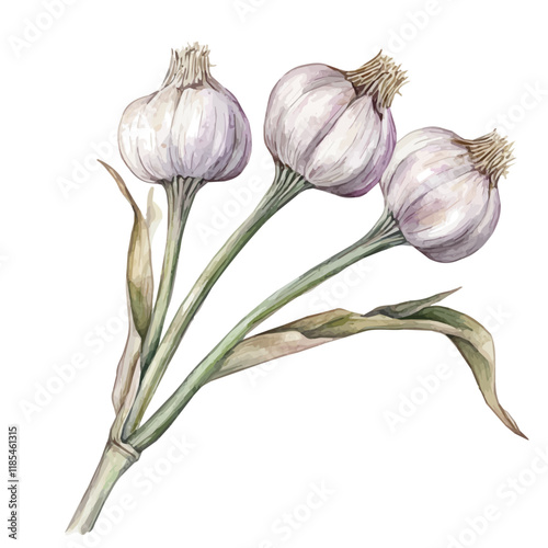 A watercolor drawing of a Garlic Flower branch, isolated on a white background. Garlic Flower vector.
