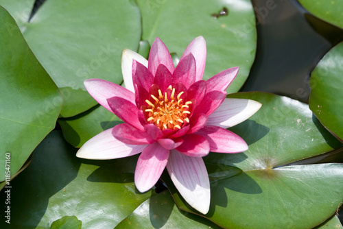 Canvas Print Nymphaea 'Burgundy Princess' Winter Hardy Water Lily