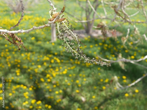 Jeronimus Plains Cottonwood tree flowers in spring, Colorado photo