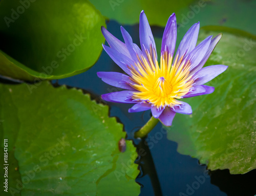 Egyptian Blue Lotus