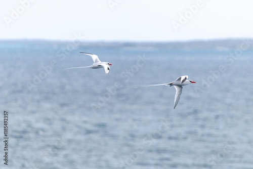 Red billed tropicbirds fly in hunting formation by the sea, Galápagos Islands