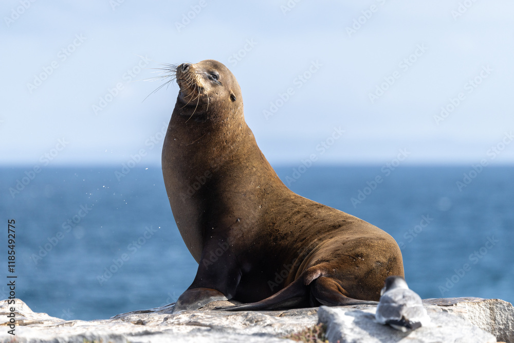 Obraz premium Sea lion overlooks the Pacific ocean next to a Galapagos gull