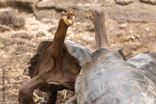 Two Galapagos giant tortoises fight to determine which one is dominant