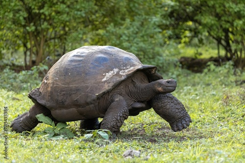 Galapagos Giant Tortoise walks through the highlands in search of food, Galápagos Islands