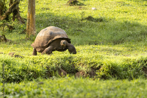 Galapagos Giant Tortoise walks through the highlands in search of food, Galápagos Islands