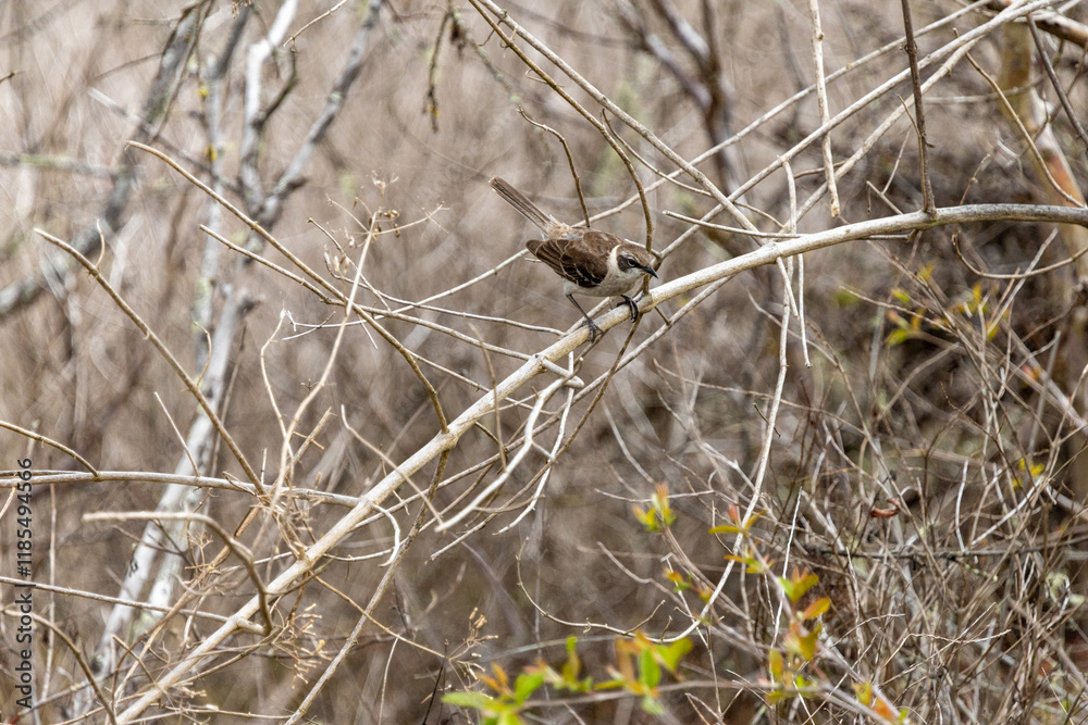 Obraz premium Galapagos mockingbird perched, searches for food, Galápagos Islands