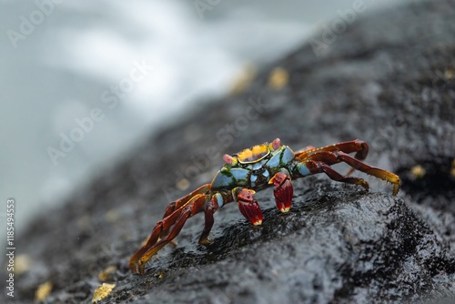 Εκτύπωση καμβά A sally lightfoot crab in Galápagos Islands