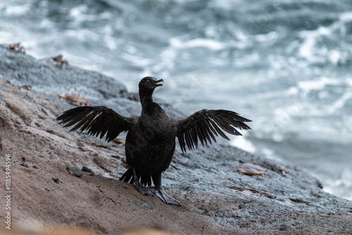 Flightless cormorant spreads its wings after fishing in the sea