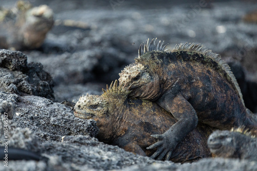 Male marine iguanas fighting for dominance, Galápagos Islands