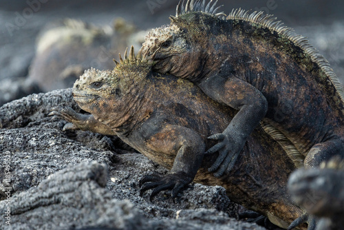 Male marine iguanas fighting for dominance, Galápagos Islands
