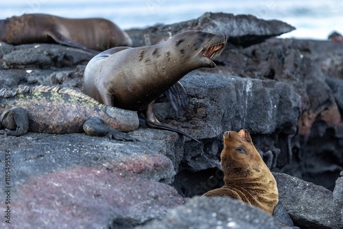 Two baby sea lions play on the volcanic rocks