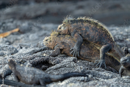 Male marine iguanas fighting for dominance, Galápagos Islands