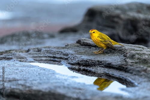 Galapagos yellow warbler rests by a tidal pool in lava rock