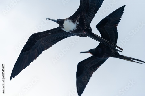 Female and male Galapagos Frigatebirds soar