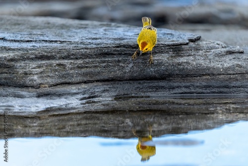 Galapagos yellow warbler looks at its reflection in a tidal pool in lava rock