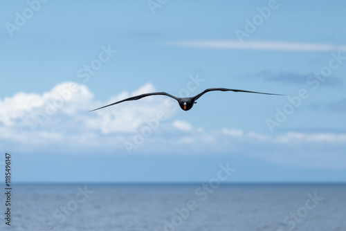 Male Galapagos Frigatebird soars