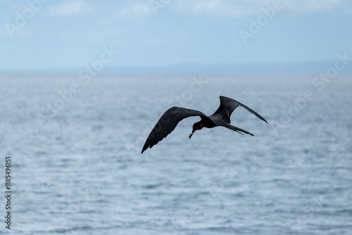 Galapagos Frigatebird eats a small fish