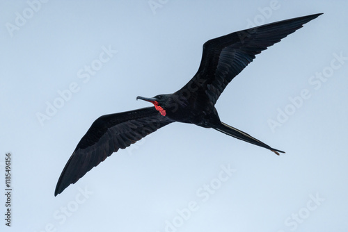 Male Galapagos Frigatebird soars