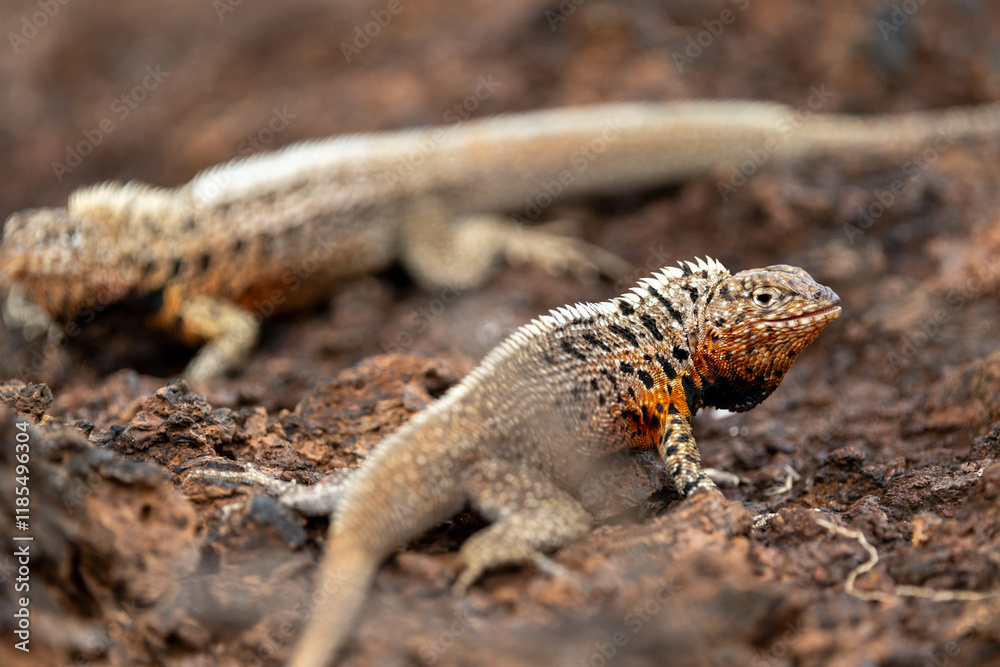 Obraz premium Galapagos lava lizards square off for dominance