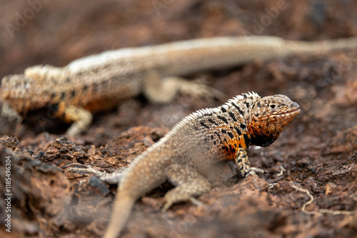 Galapagos lava lizards square off for dominance