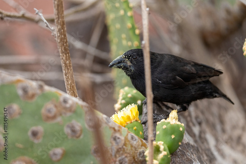 A Galapagos finch feasts on a yellow cactus flower