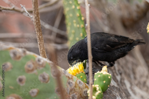 A Galapagos finch feasts on a yellow cactus flower