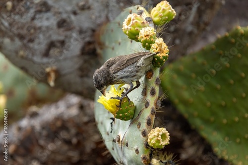 A Galapagos finch feasts on a yellow cactus flower