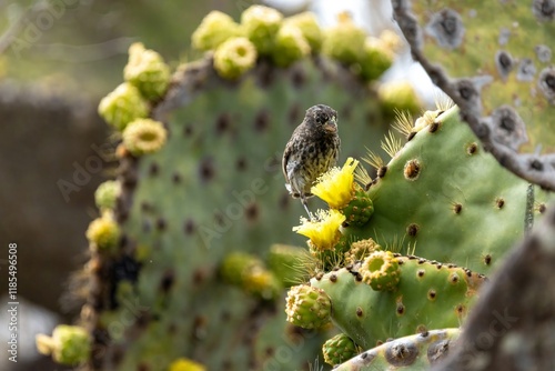 A Galapagos finch feasts on a yellow cactus flower