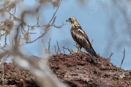 Galapagos hawk looks for its prey profile