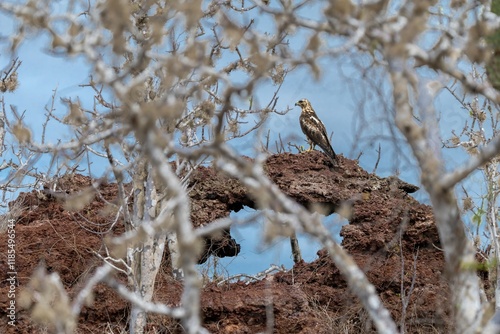 Galapagos hawk looks for its prey