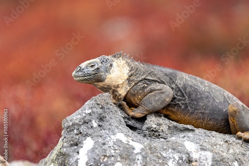 Galapagos land iguana on South Plaza Island
