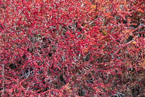 Sesuvium succulent macro shot on Galapagos South Plaza Island