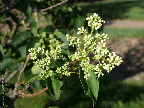 Ivory Silk Lilac tree buds in spring, Colorado
