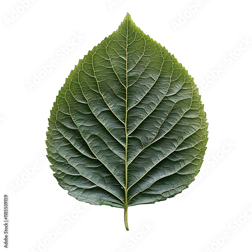 Green leaf with detailed veins isolated on transparent background, single leaf, natural foliage, isolated leaf, plant texture, green leaf isolated, leaf on white background, botani photo