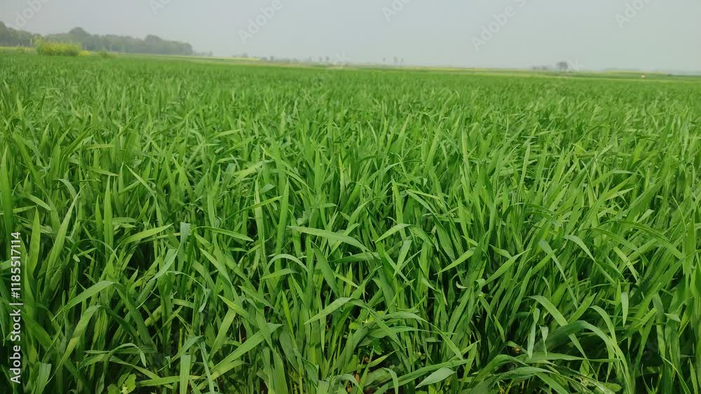 Endless green farm fields with growing wheat and corn in spring